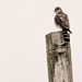 Hawk on a pole by rminer