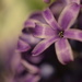hyacinth by christophercox