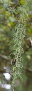 26th Jan 2017 - Hanging lichen