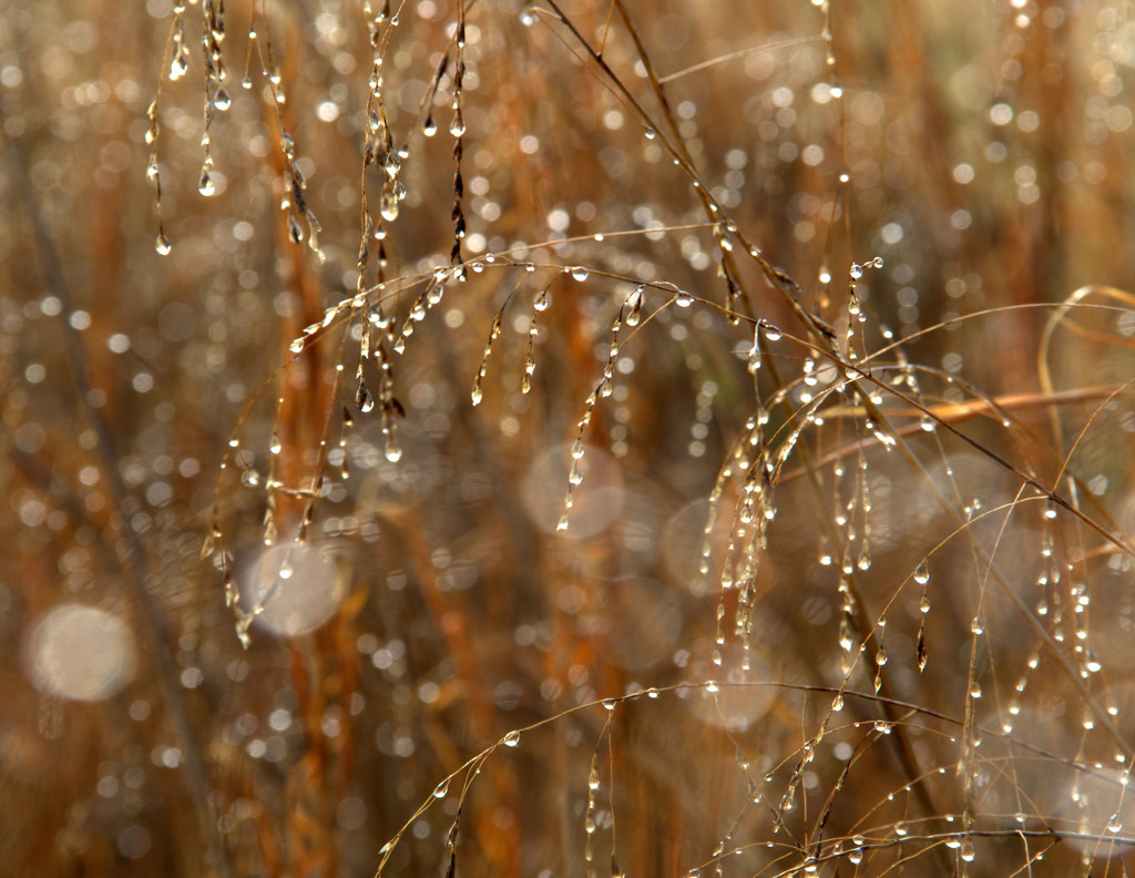 Dew Drops by calm