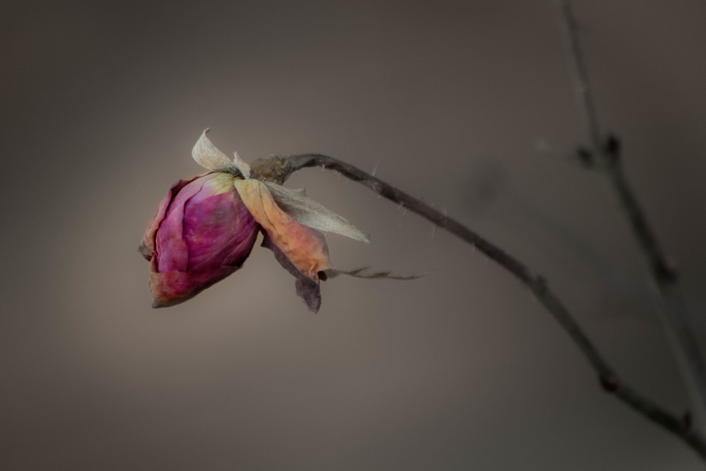 Lone Dried Rosebud by ckwiseman