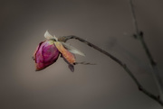 25th Jan 2017 - Lone Dried Rosebud