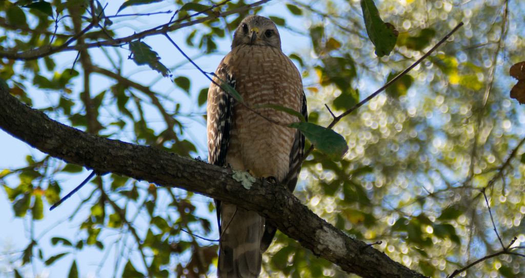 The Red Shouldered Hawk Has It's Eye on Me! by rickster549