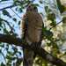 The Red Shouldered Hawk Has It's Eye on Me! by rickster549