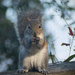 Squirrel on the River Front! by rickster549