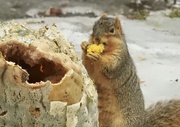 25th Jan 2017 - squirrel snack