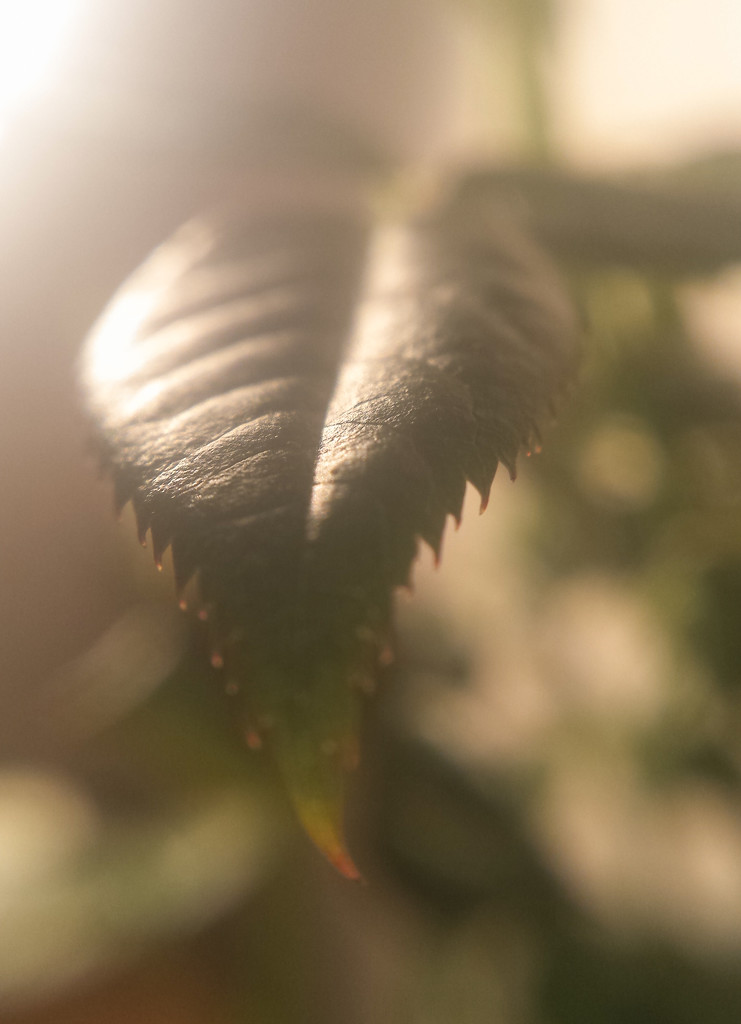 Light on a leaf... by m2016