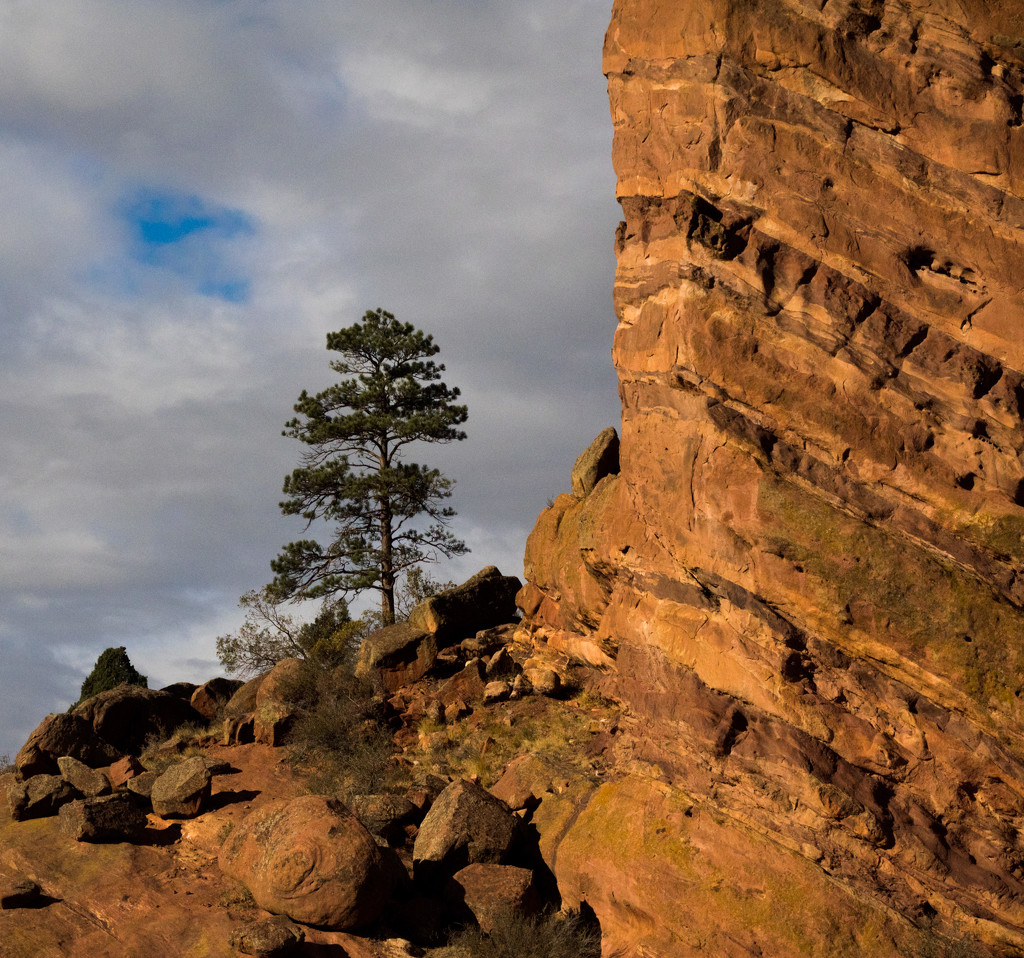 Lone Tree on Red Rocks by khrunner