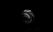 25th Jan 2017 - the darkest rose