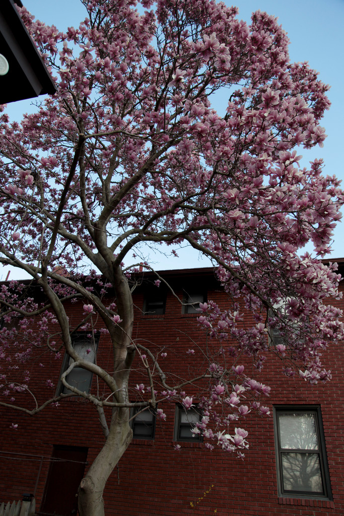 Magnolia Tree by steelcityfox