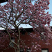 Magnolia Tree by steelcityfox