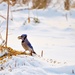 Scruffy Blue Jay by frantackaberry