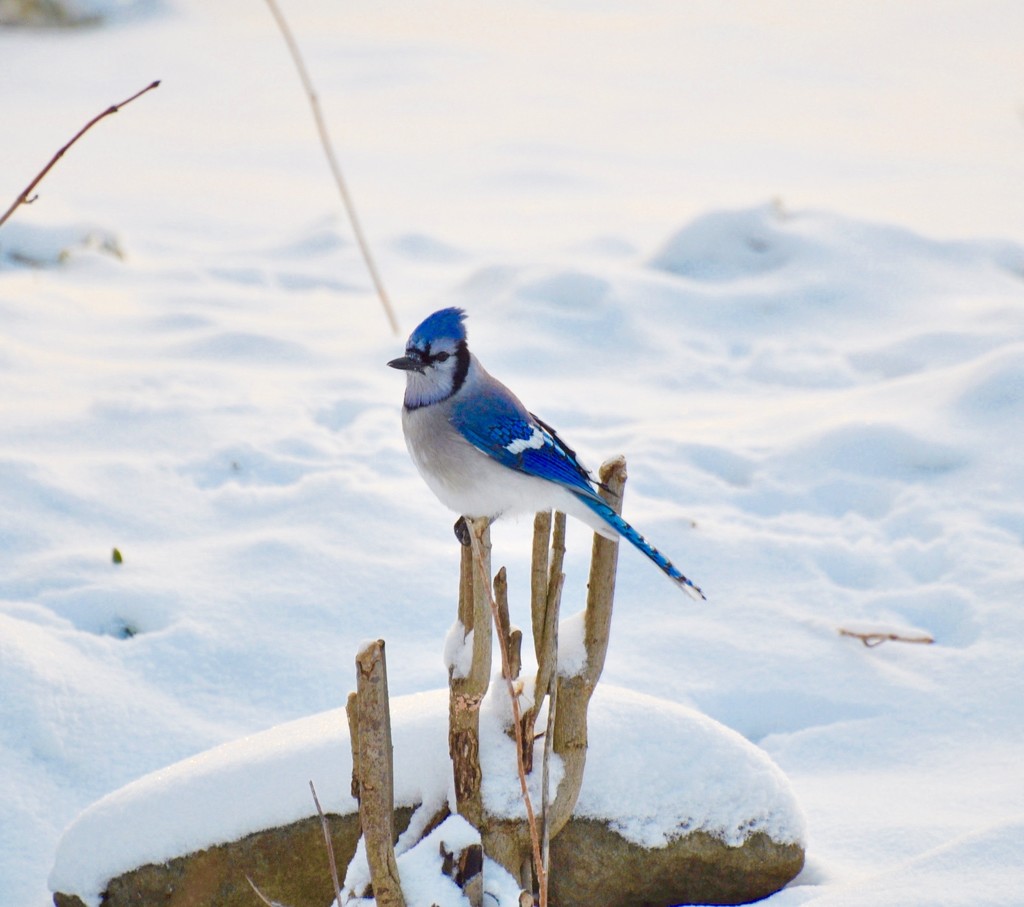 Beautiful Blue Jay by frantackaberry