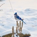 Beautiful Blue Jay by frantackaberry