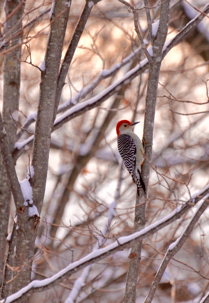 Red Bellied Woodpecker by frantackaberry