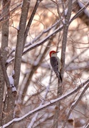 25th Jan 2017 - Red Bellied Woodpecker