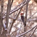 Red Bellied Woodpecker by frantackaberry