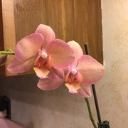 25th Jan 2017 - My dad's orchid has bloomed again 