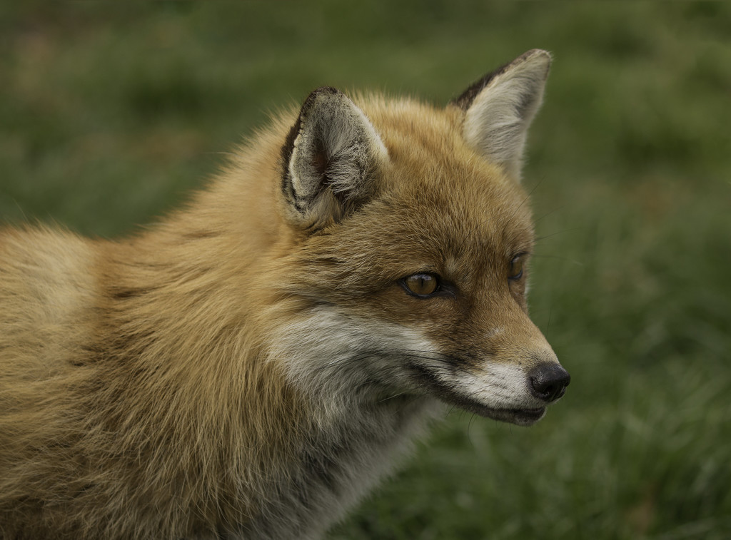 Fox by shepherdmanswife