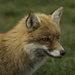 Fox by shepherdmanswife
