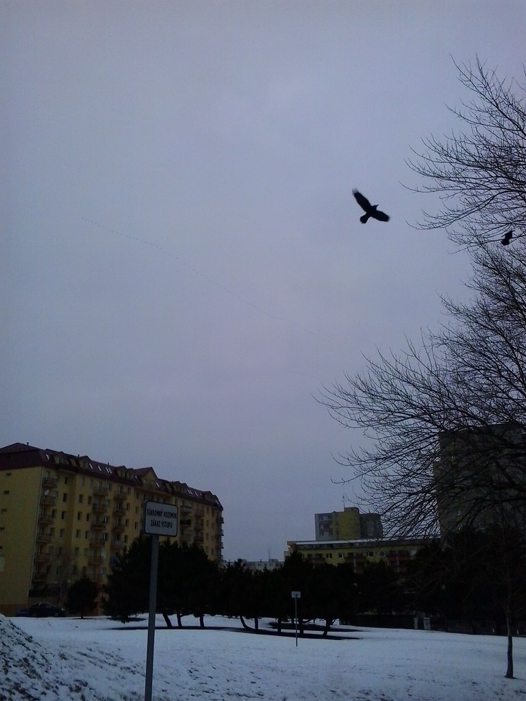 Crow time by ivm