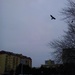 Crow time by ivm