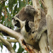 TMI? by koalagardens