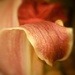 Turning the petal..... by amrita21