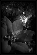 22nd Dec 2010 - Beauty In Black & White