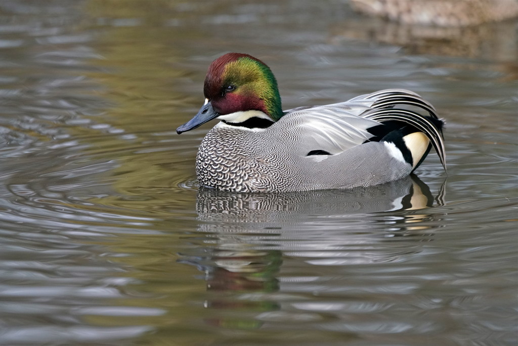 FALCATED TEAL by markp