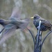 Two Starlings by arkensiel