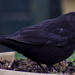 Billy The Blackbird by tonygig