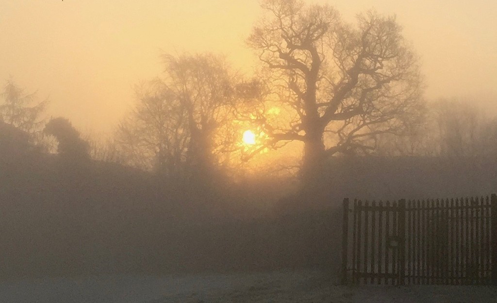 Misty Morning by daffodill