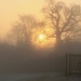 Misty Morning by daffodill