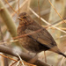 Female Blackbird by philhendry