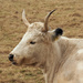 Cow by philhendry