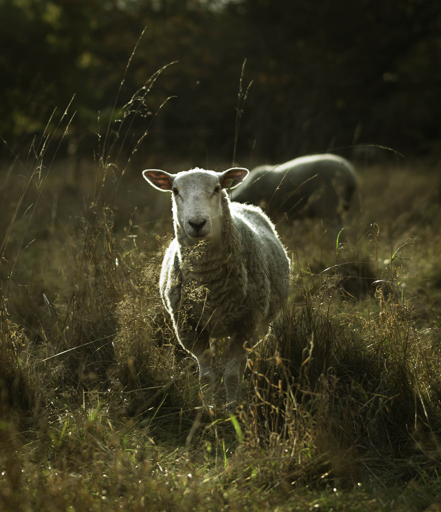 sheep at sundown by shepherdmanswife