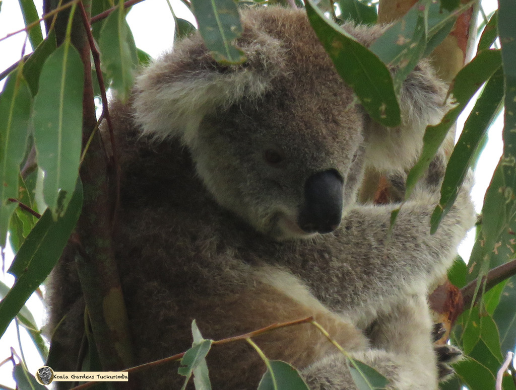 down under by koalagardens