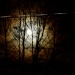 Moon seen through thetrees by bruni