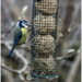 Blue Tit by pcoulson