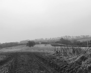 26th Jan 2017 - Misty and grey