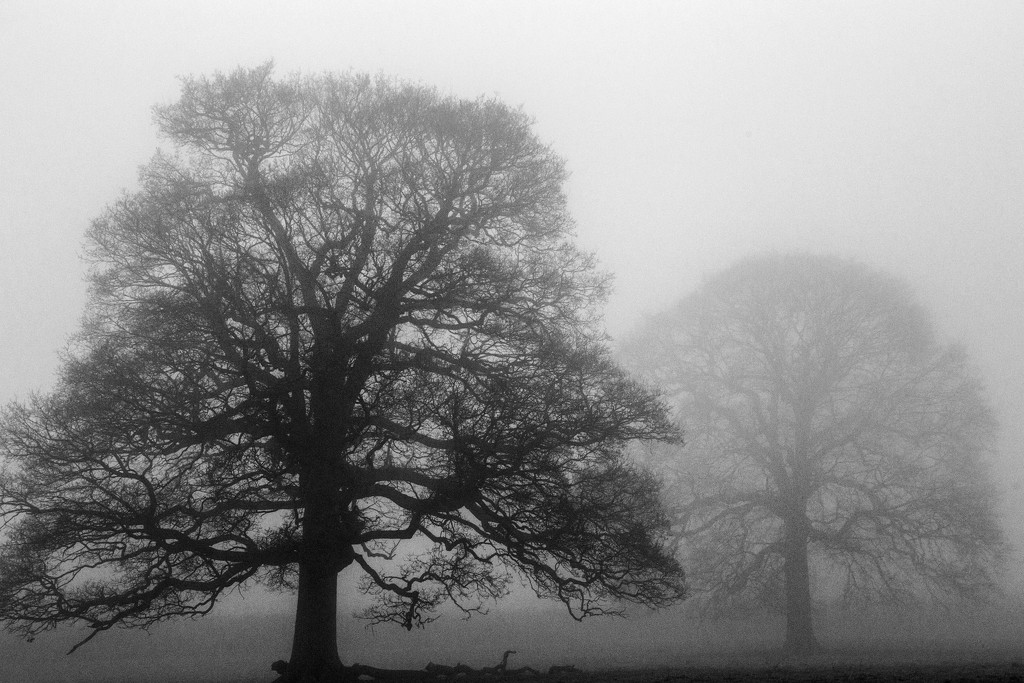 Trees in Fog by megpicatilly