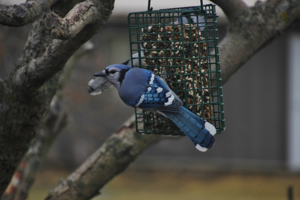 Pair of Bluejays by bjchipman