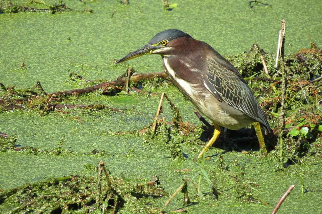 Green Heron in the Duck Weed by rob257