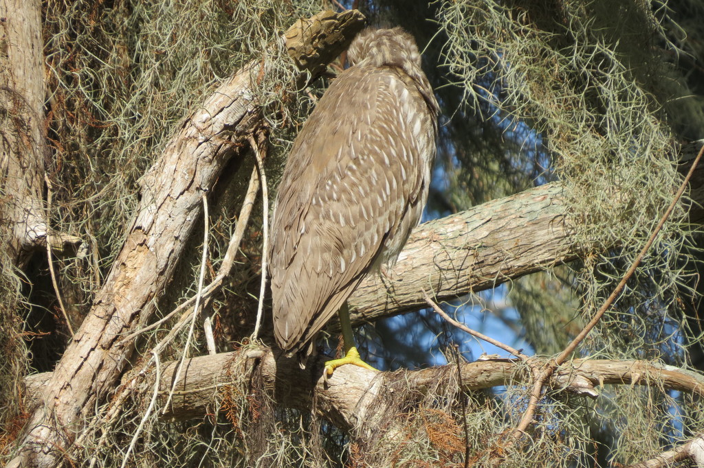 Immature Black Crowned Night Heron???????? by rob257