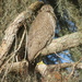 Immature Black Crowned Night Heron???????? by rob257