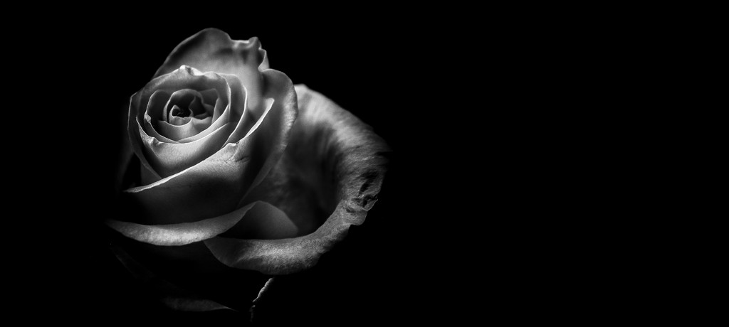 the darkest rose v2.0 by graemestevens