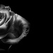 the darkest rose v2.0 by graemestevens