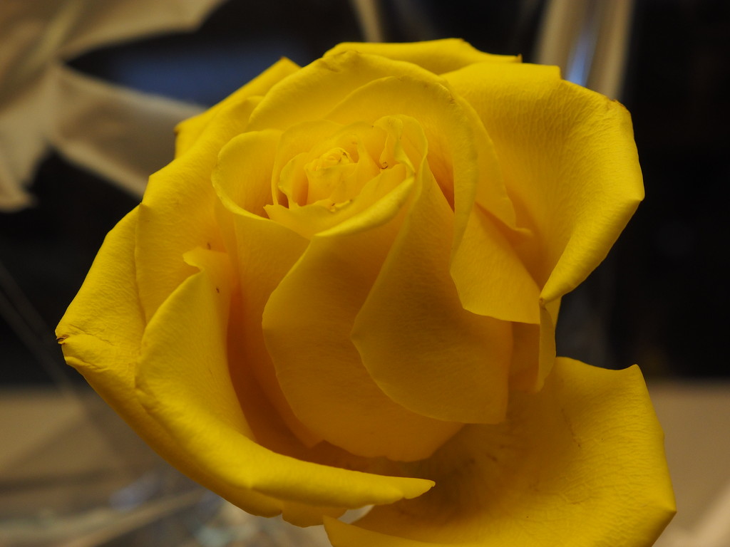 Yellow Rose by selkie