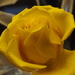 Yellow Rose by selkie